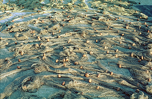 LEICA M6, NOCTILUX 1/50